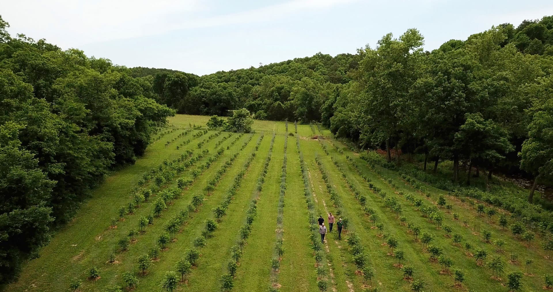Farmhouse orchard aerial view